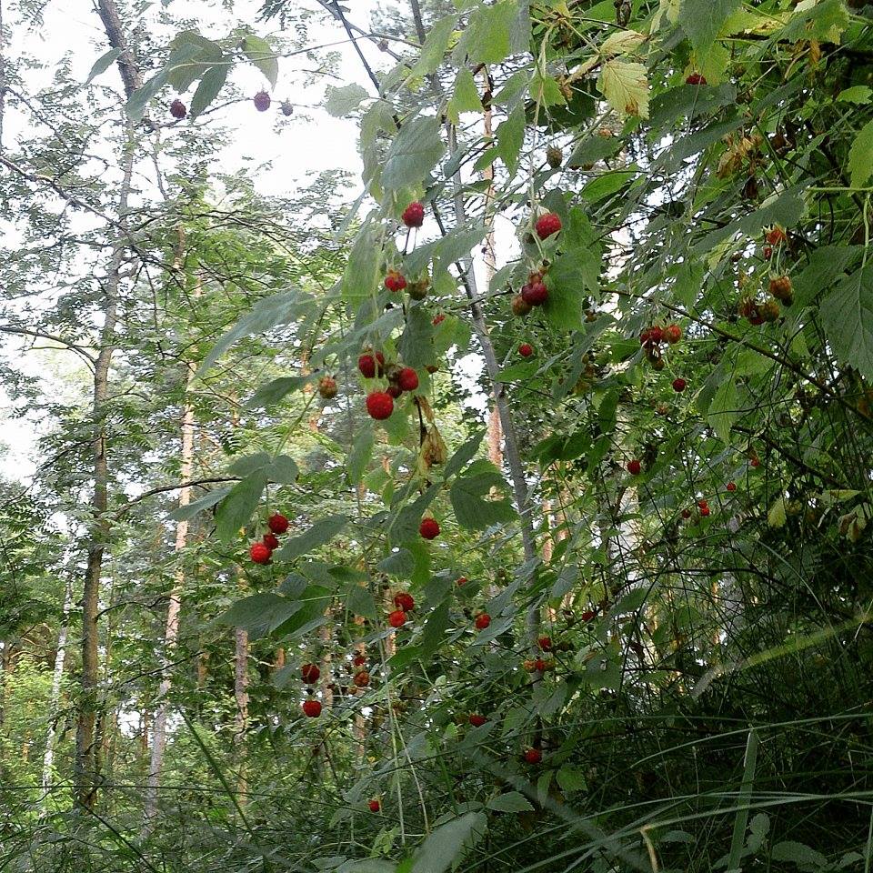 Parasta Juuri Nyt Vadelma Satokausikalenteri