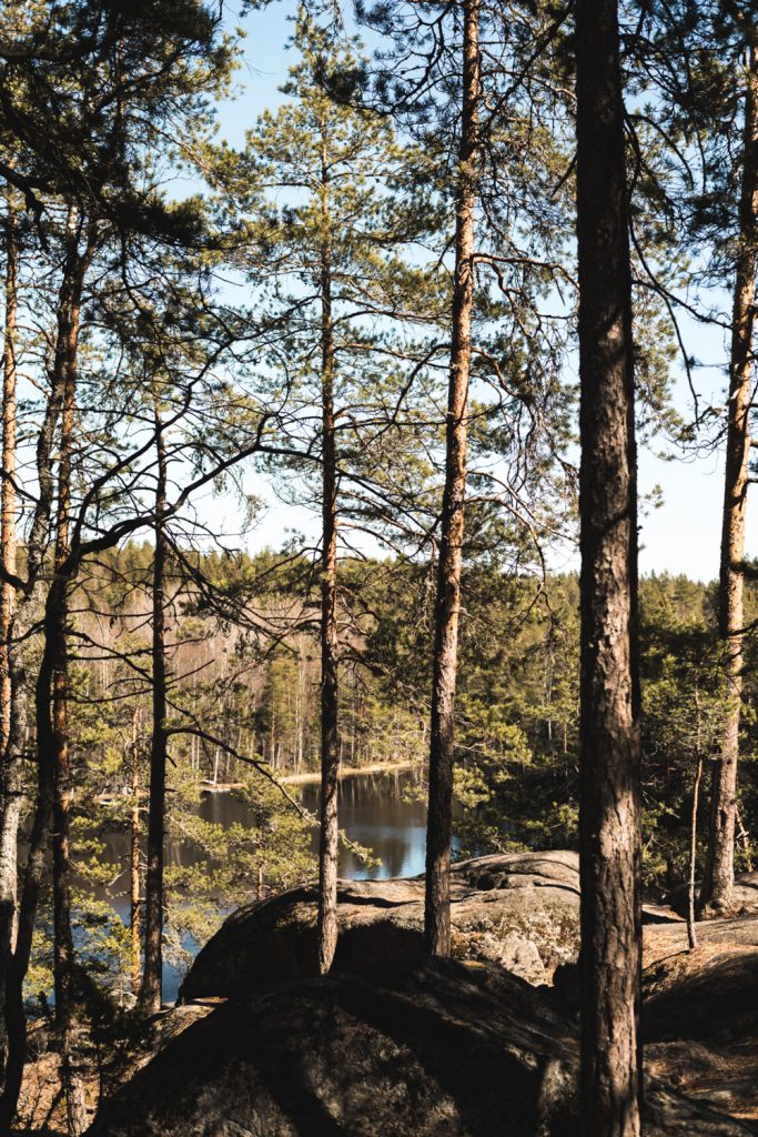 Suomen metsät esittelyssä - Satokausikalenteri